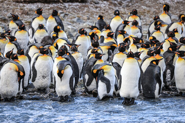 King Penguins at sunrise (Aptenodytes patagonicus), St Andrew's Bay, South Georgia
