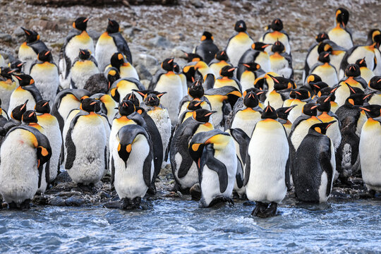 King Penguins at sunrise (Aptenodytes patagonicus), St Andrew's Bay, South Georgia