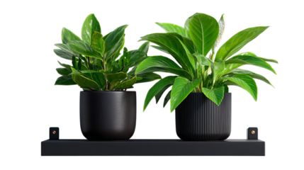 PNG of Two lush green potted plants displayed elegantly on a minimalist black shelf, bringing life to any space.