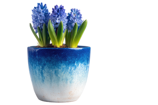 Small, vibrant blue-toned pot holds three delicate purple hyacinths