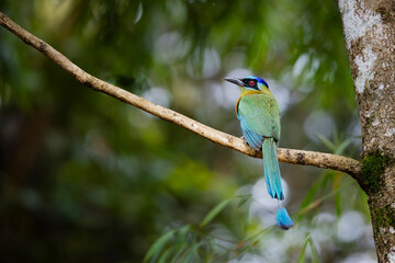 Blue-crowned motmot - Udu de Coroa Azul - Momotus momota