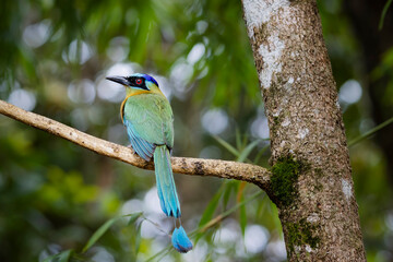 Blue-crowned motmot - Udu de Coroa Azul - Momotus momota