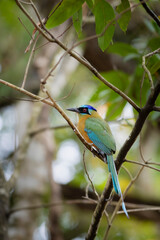 Blue-crowned motmot - Udu de Coroa Azul - Momotus momota