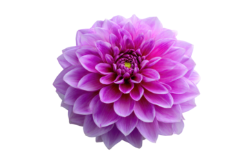 Close-up of a vibrant, purple dahlia.  Rounded, layered petals form a full, symmetrical flowerhead.  Soft, pastel purple hues with a darker center