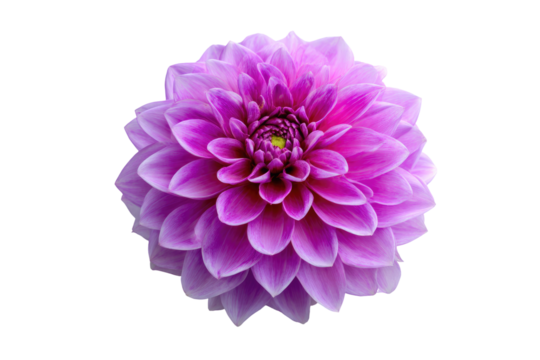 Close-up of a vibrant, purple dahlia.  Rounded, layered petals form a full, symmetrical flowerhead.  Soft, pastel purple hues with a darker center
