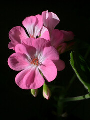 Blooming pink geranium on a dark background.