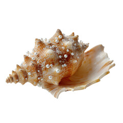 Obraz premium Conch shell with pearls isoleted on transparent background.
