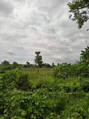Lush Green Field Under a Cloudy Sky with Tree and Foliage