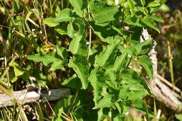 Clematis paniculata leaf from the Ranunculaceae family with calming and detoxifying properties....