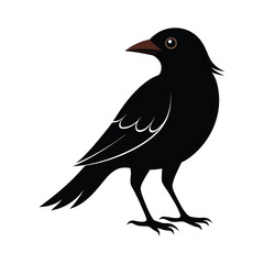Fototapeta premium Blackbird Silhouette Vector Illustration Graphic Download