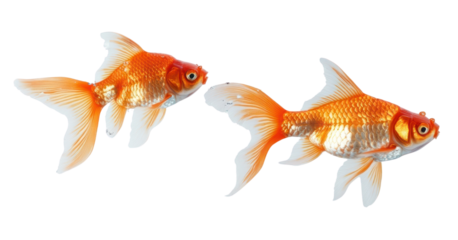 PNG Moor goldfish splash water splashing.