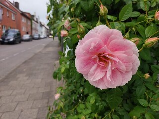 pink rose flower, poppy