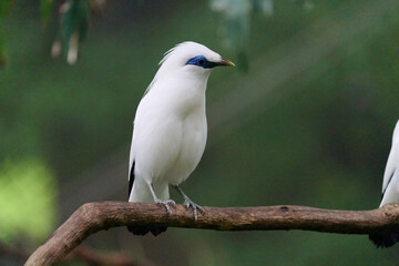 Bali Myna (Leucopsar rothschildi) perched on wooden rail with blurred green background in Hong Kong.
