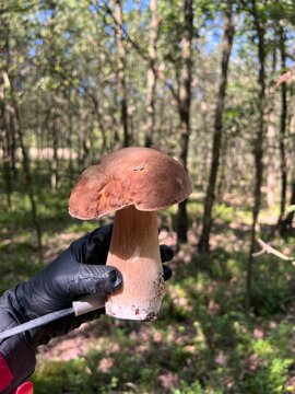 A hand in a black glove holds a freshly -shaped white mushroom (boorus) against the background of the forest. The mushroom is large, mature.