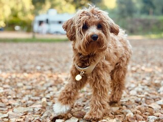 Dog Exploring Camping Area – Outdoor Pet Adventure.