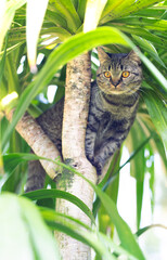Siamese cat, tiger stripes, climbing a tree, on a tree, having fun, happy, in nature, male cat,...