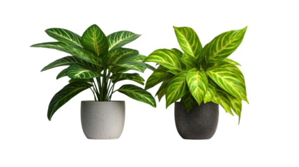 PNG of Two vibrant indoor plants in decorative pots, showcasing lush green foliage and unique leaf patterns.