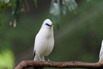 Bali Myna (Leucopsar rothschildi) perched on wooden rail with blurred green background in Hong Kong.
