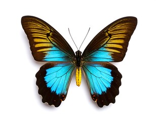 Obraz premium Close-up of a vibrant butterfly (1)