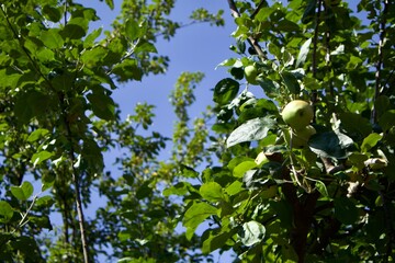 green leaves on the tree