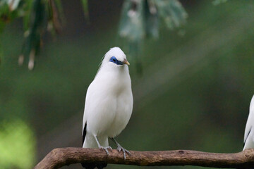 Bali Myna (Leucopsar rothschildi) perched on wooden rail with blurred green background in Hong Kong.
