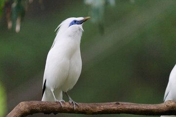 Bali Myna (Leucopsar rothschildi) perched on wooden rail with blurred green background in Hong Kong.
