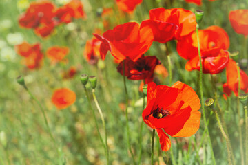 Vibrant red poppies blooming in a sunny field during spring in a rural landscape. Copy space photo.