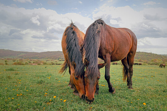 Hucul horses in the field