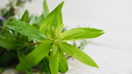Obraz premium Close-up of verbena plant leaves on white background.