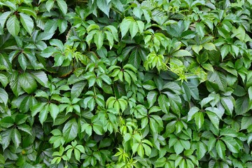 Green leaves of a creeping vine creating a natural wall or background.