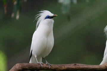 Bali Myna (Leucopsar rothschildi) perched on wooden rail with blurred green background in Hong Kong.
