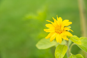 Sunflower photographed from the side with a green background. The sunflower glows yellow against a...