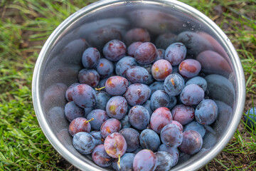 Stainless steel bowl full of harvested plums. Freshly harvested plums lie neatly in a stainless...