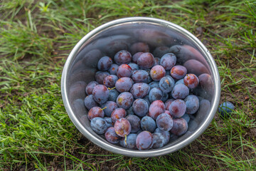 Stainless steel bowl with plums on grass. The stainless steel bowl with plums stands in the grass....