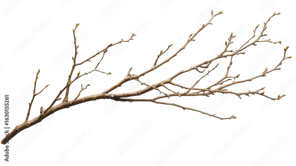 Wall mural a single bare tree branch with small buds isolated on transparent background