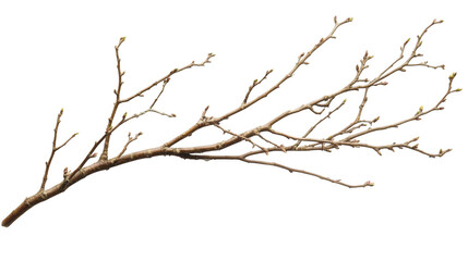 Obraz premium A single bare tree branch with small buds isolated on transparent background