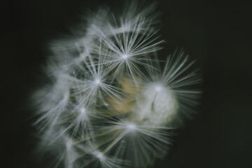 Naklejka premium dandelion on black background