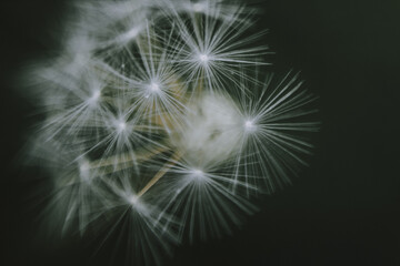 Naklejka premium dandelion seed head