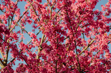 autumn leaves background