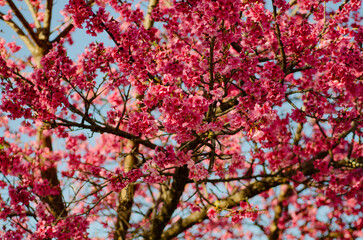 pink cherry tree