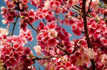 pink cherry blossom