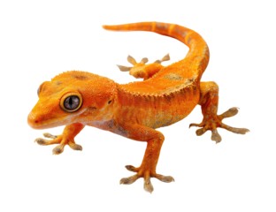 Orange gecko, small, lizard, close-up