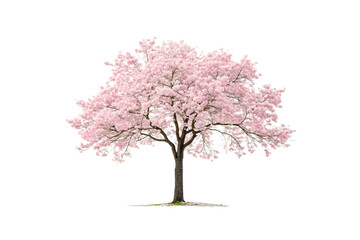 Obraz premium Pink flowering cherry tree with full canopy of delicate blossoms against clean background, isolated on a transparent background