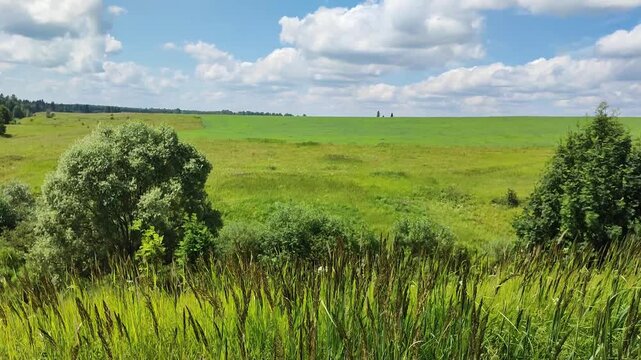 grass swaying in the wind on a warm summer day