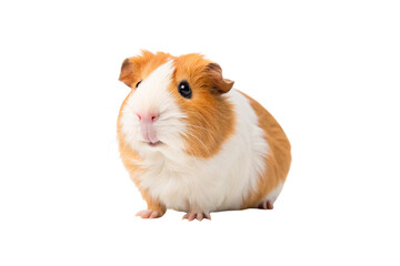 Fluffy Orange And White Guinea