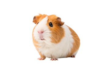 Fluffy orange and white guinea pig in sitting position with adorable round body, isolated on a transparent background