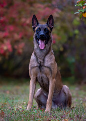 Belgian Shepherd Malinois sitting on the grass in the autumn park
