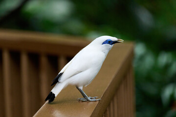 Bali Myna (Leucopsar rothschildi) perched on wooden rail with blurred green background in Hong Kong.
