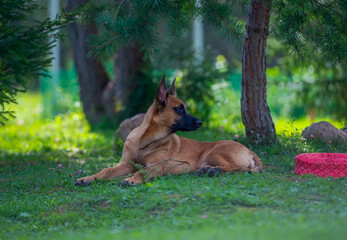 Belgian Malinois Resting in a Sunny Forest