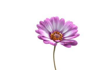 Close-up of a single vibrant pink and white cosmos flower